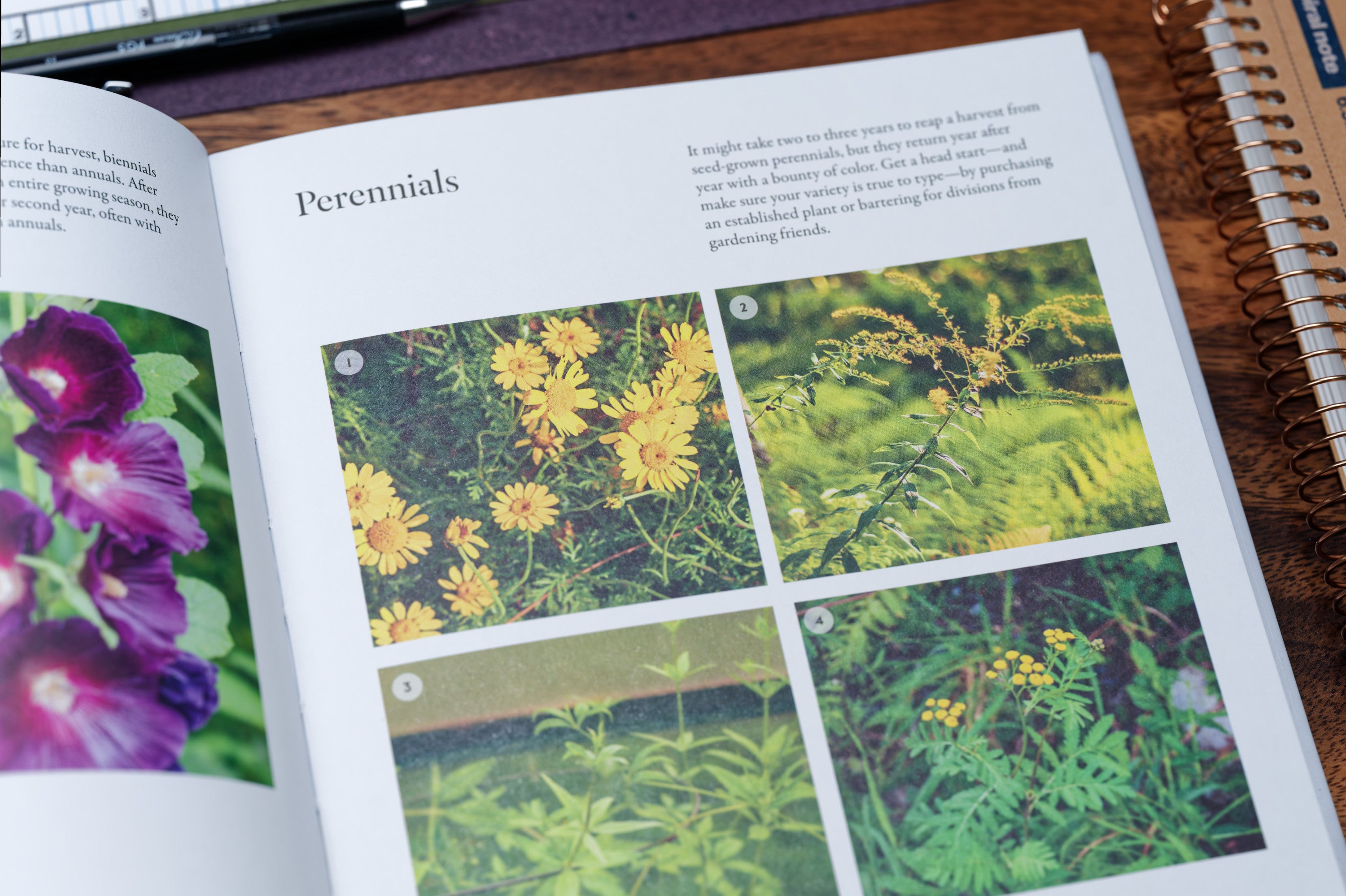 From Plant to Pigment