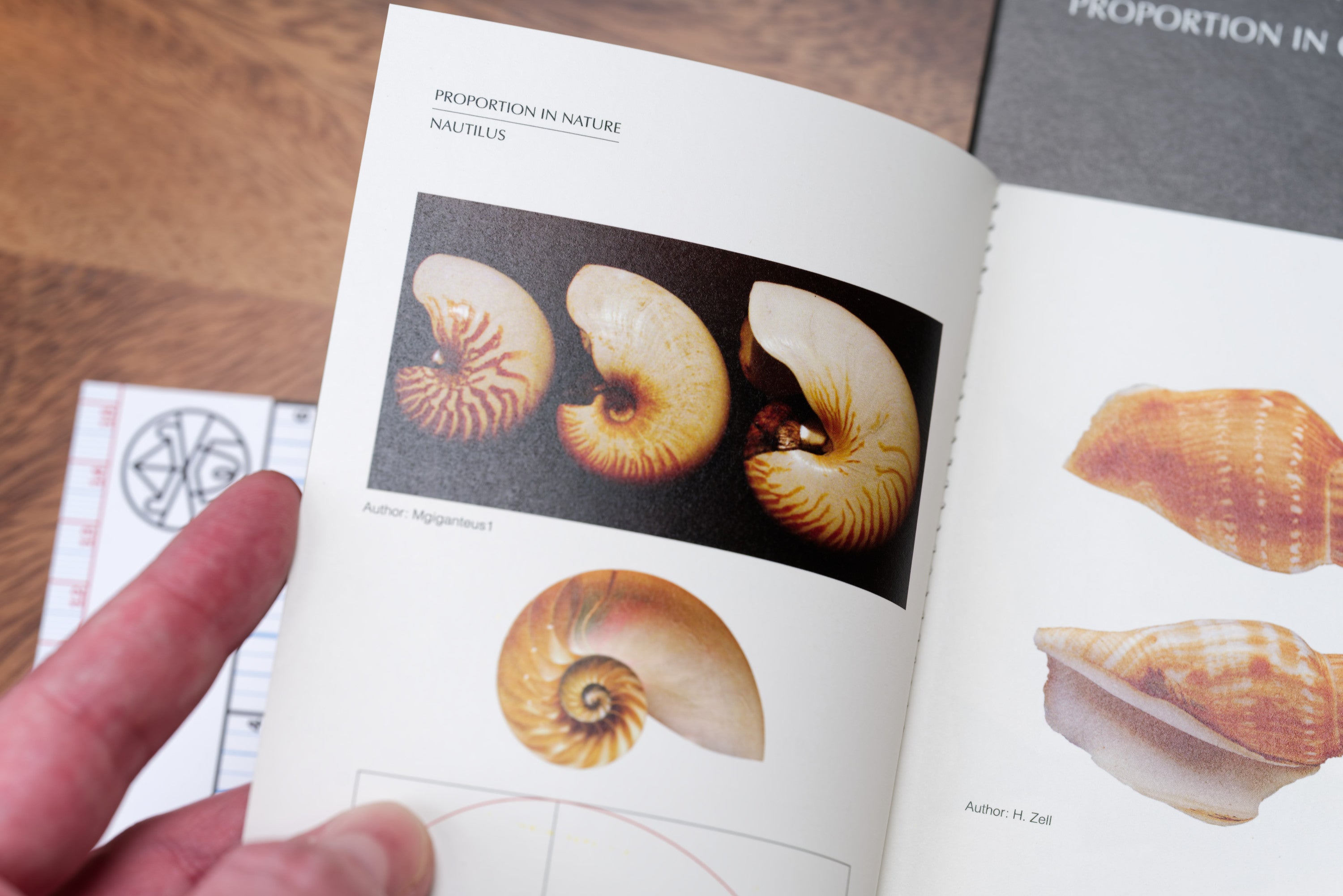 Visual Harmony: Proportion in Graphic Design