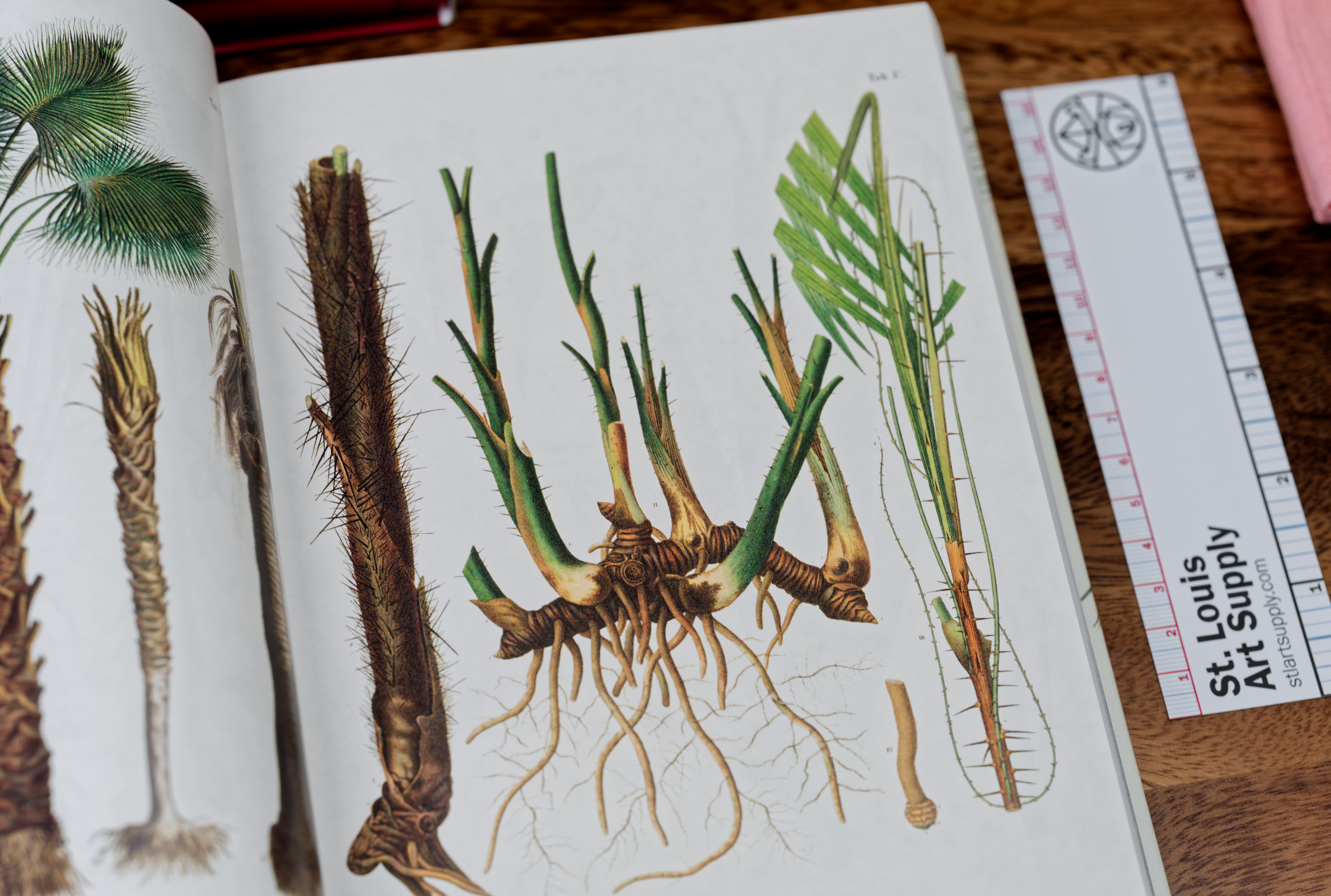 Book of Palms