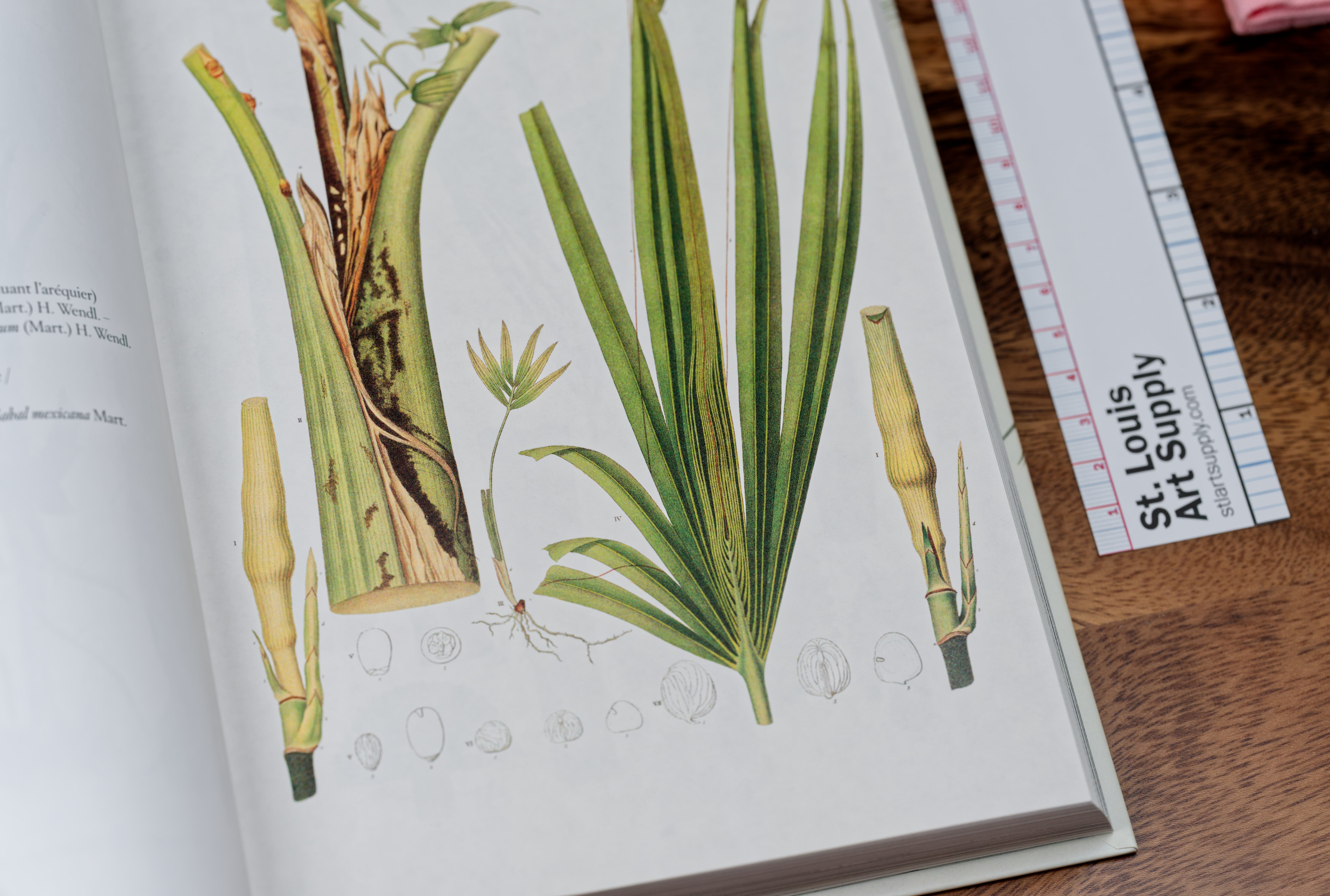 Book of Palms