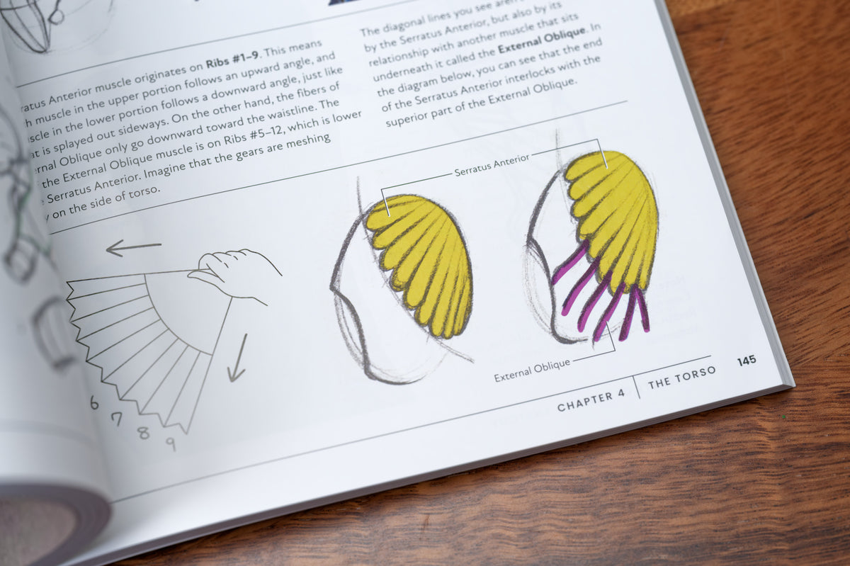 The Secrets of Artistic Anatomy