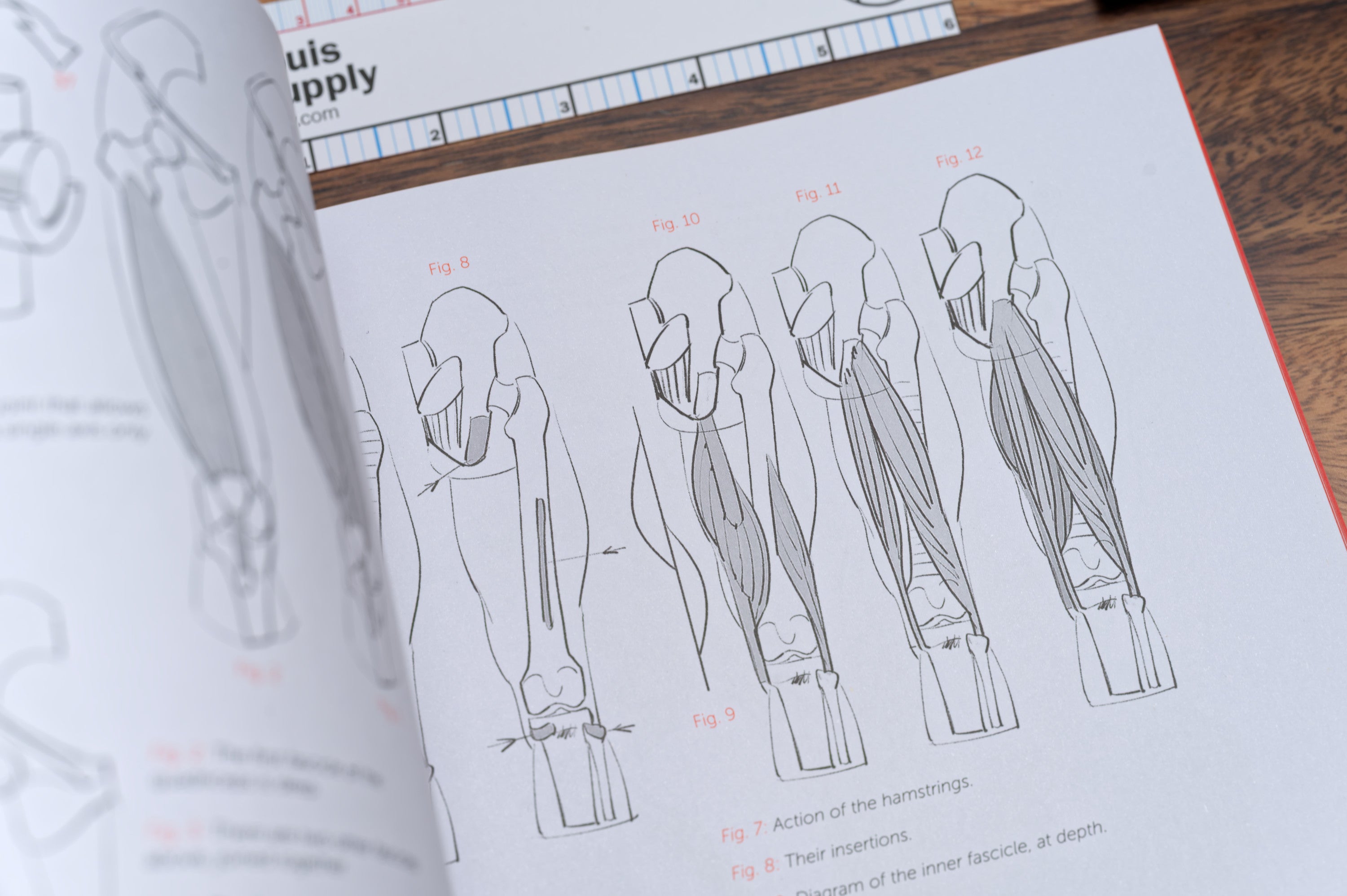 Morpho: Anthology of Artistic Anatomy