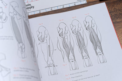 Morpho: Anthology of Artistic Anatomy