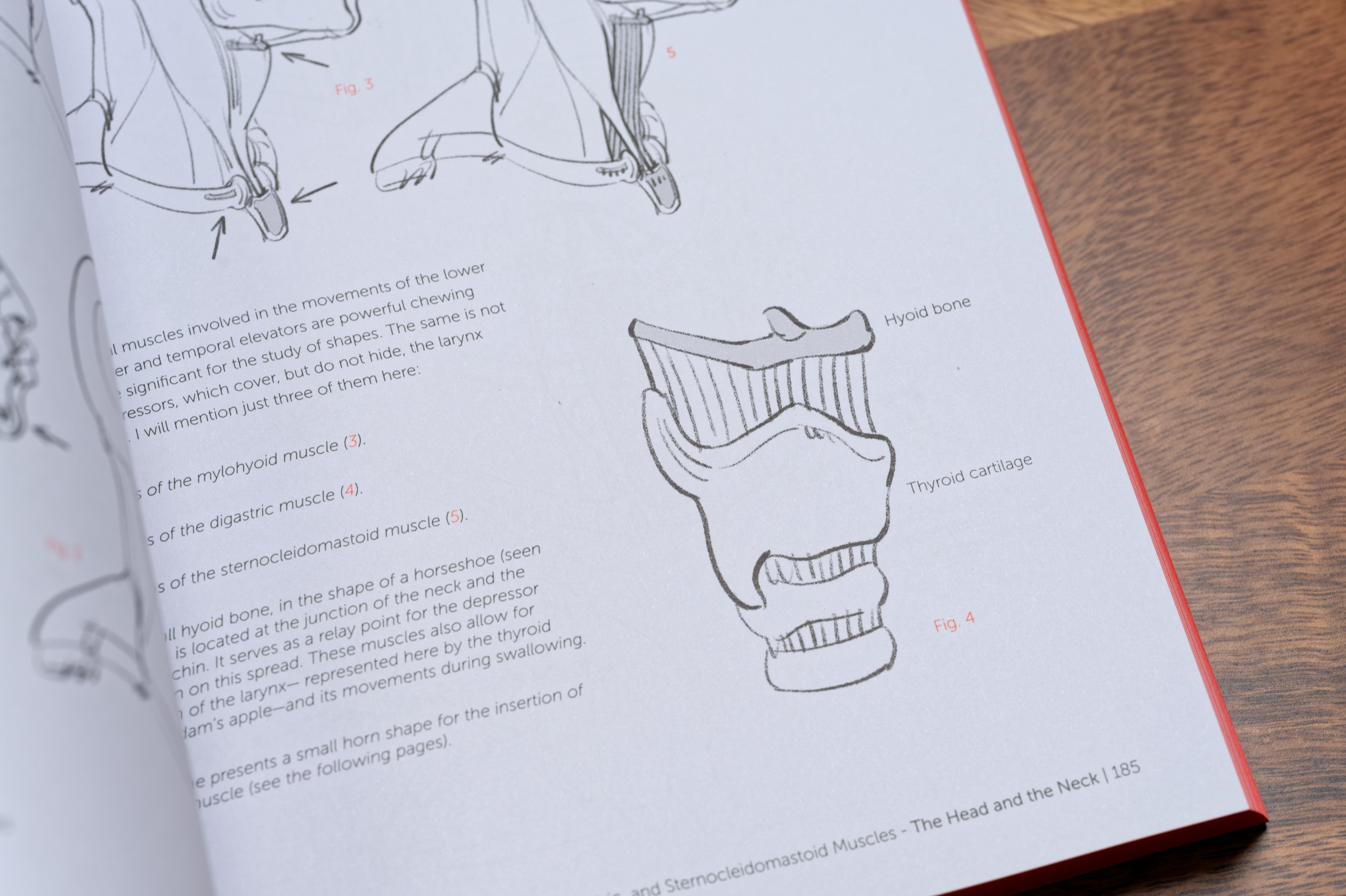 Morpho: Anthology of Artistic Anatomy