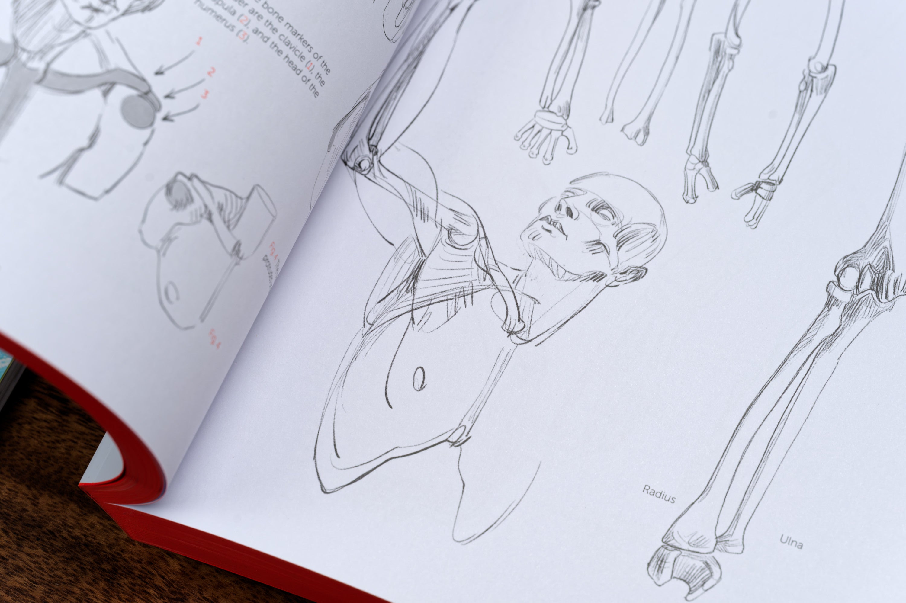 Morpho: Anthology of Artistic Anatomy