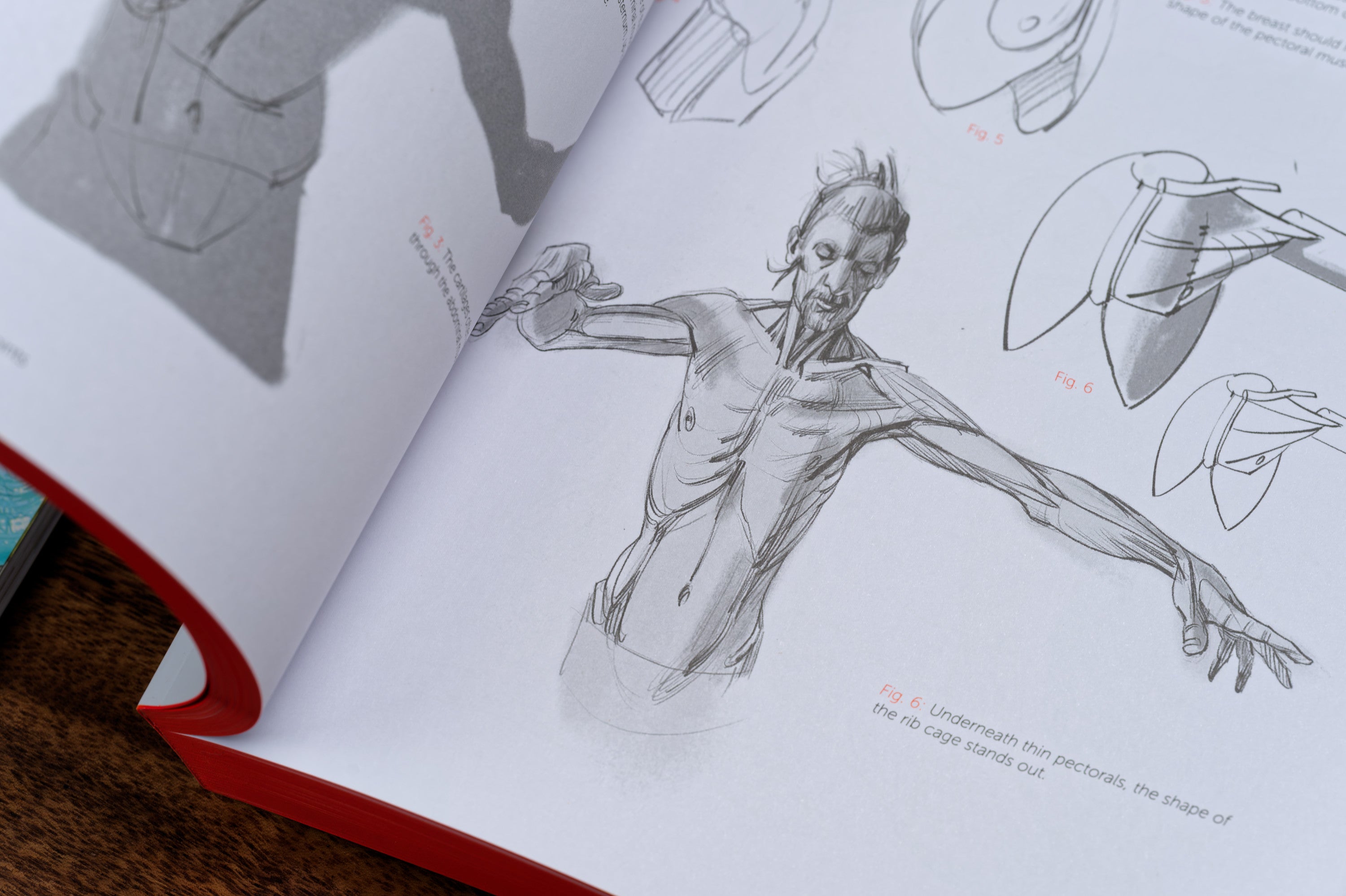 Morpho: Anthology of Artistic Anatomy