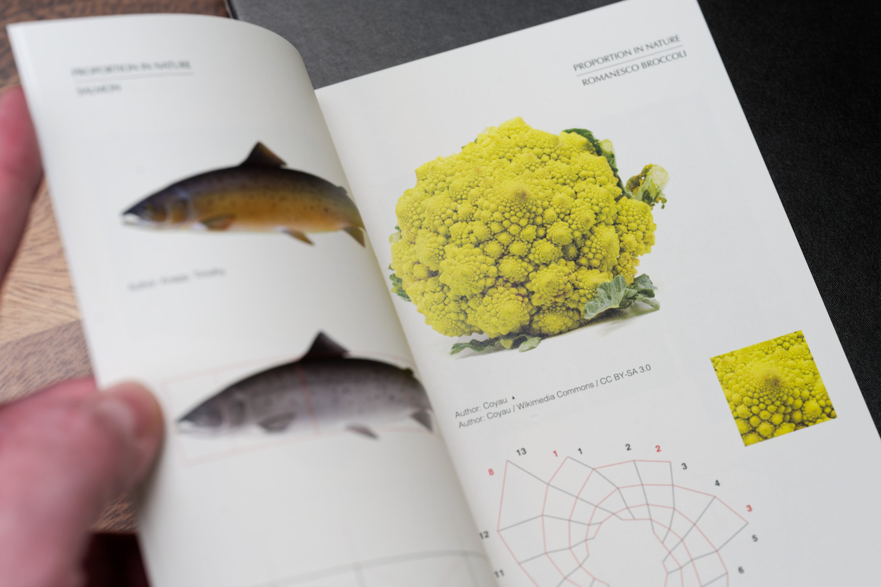 Visual Harmony: Proportion in Graphic Design