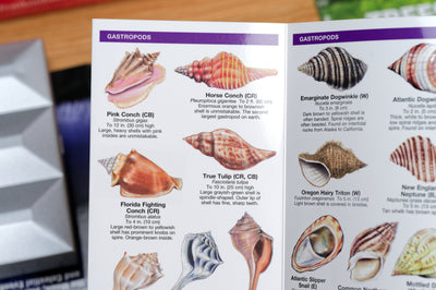 Pocket Naturalist: Seashells