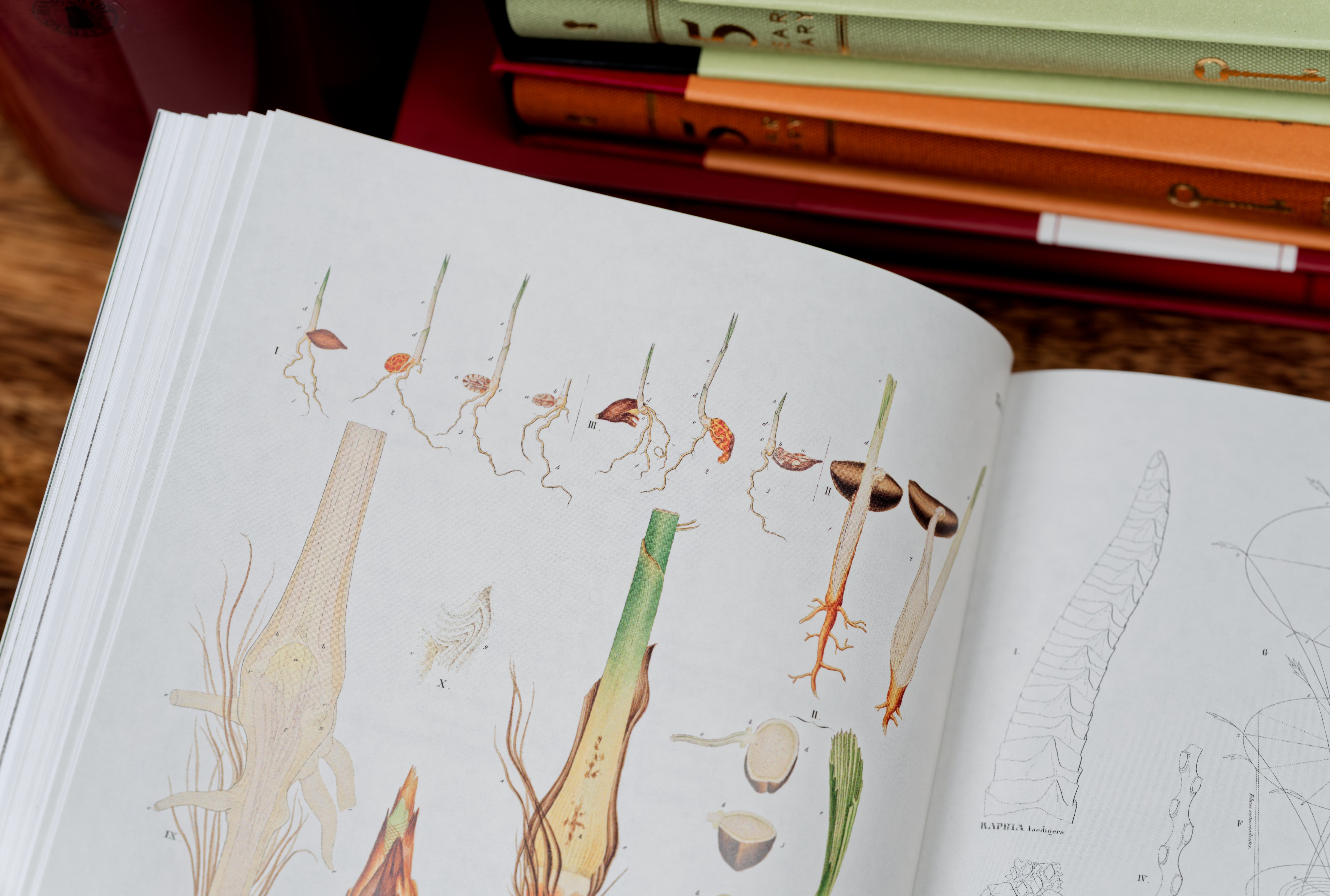 Book of Palms