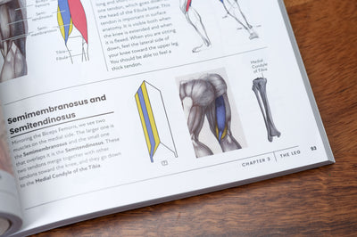 The Secrets of Artistic Anatomy