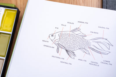 Peggy Dean's Guide to Nature Drawing and Watercolor