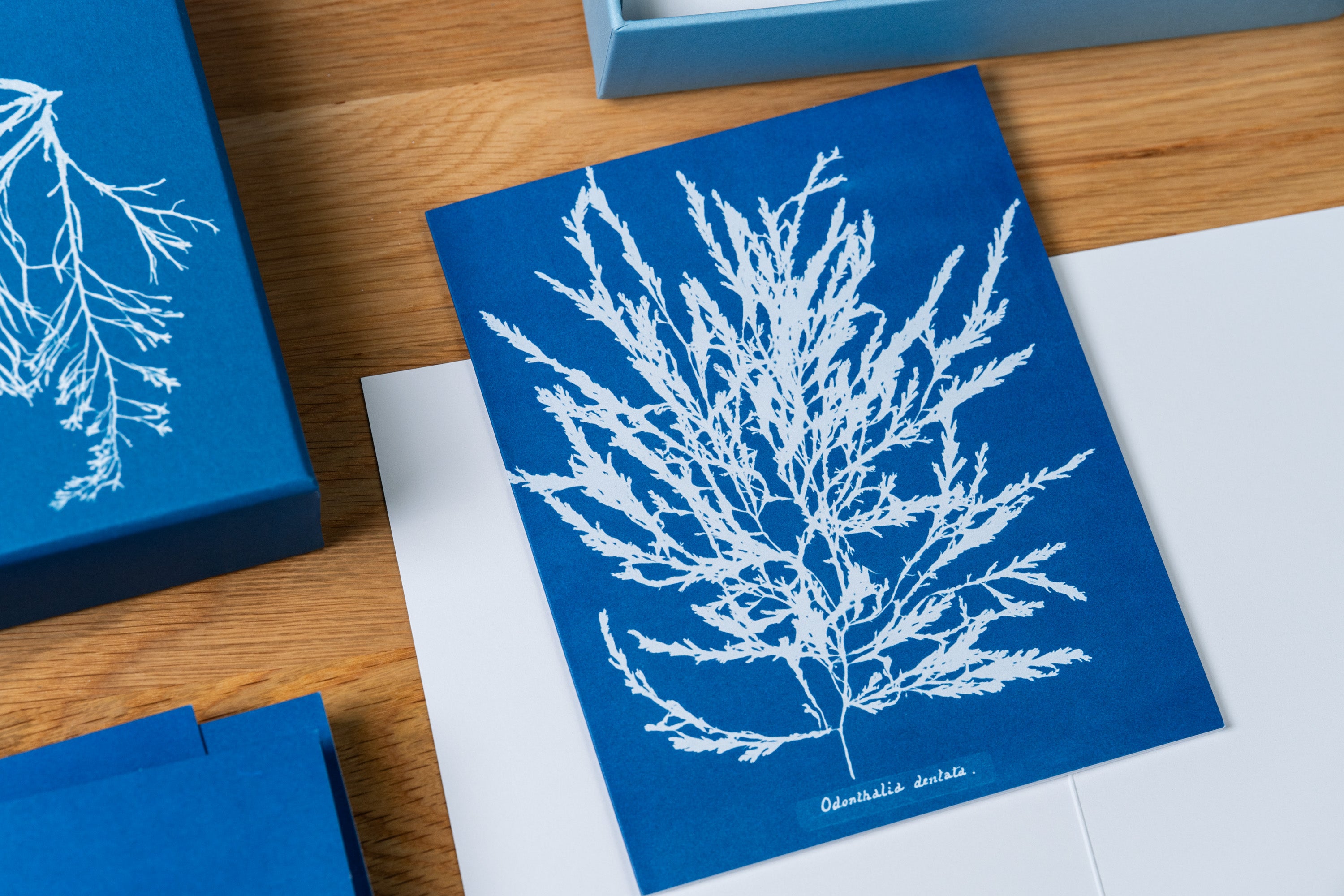 Sunprint Notecards