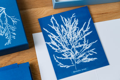 Sunprint Notecards